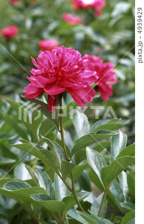 春の京都北山 春の京都北山 4939429