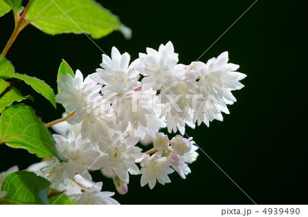 更紗空木サラサウツギ 八重の小さな空木です。 更紗空木サラサウツギ 八重の小さな空木です。 4939490