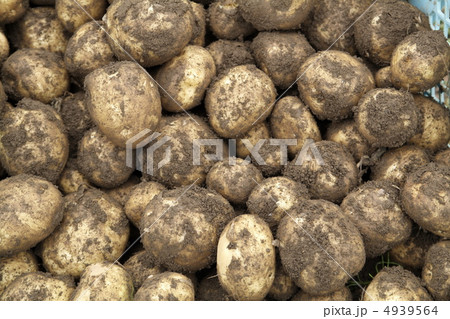 ジャガイモ ジャガイモ 4939564