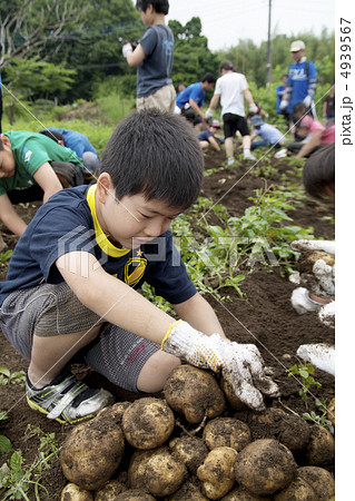 ジャガイモ掘り ジャガイモ掘り 4939567
