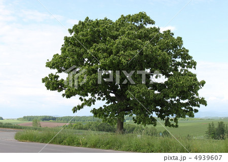 セブンスターの木 4939607