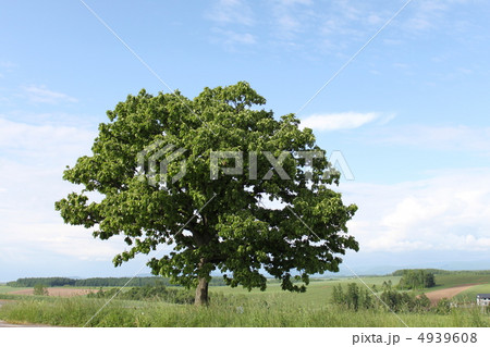 セブンスターの木 4939608