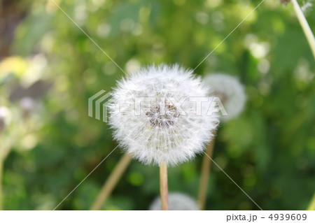 綿毛 綿毛 4939609