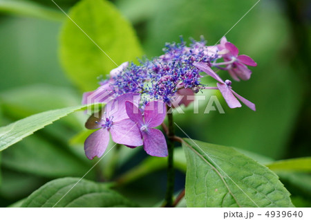 萼紫陽花 さてこれから何色になるのか? 萼紫陽花 さてこれから何色になるのか? 4939640