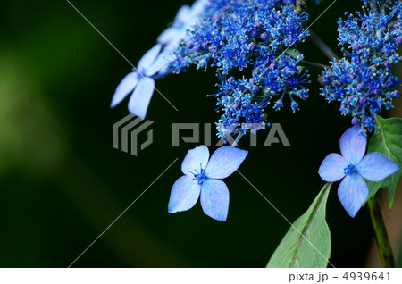 萼紫陽花 青い線香花火のよう の写真素材