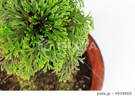 イワヒバ 4939669