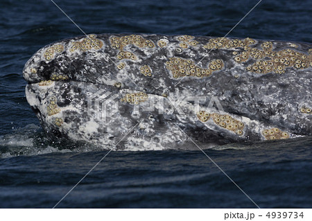 コククジラ　海　泳ぐ　コクジラ　コク　チゴクジラ　哺乳類　寄生生物　まだら模様　こぶ 4939734