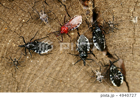 ヨコヅナサシガメ 4940727