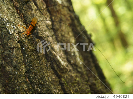ウマノオバチ ウマノオバチ 4940822