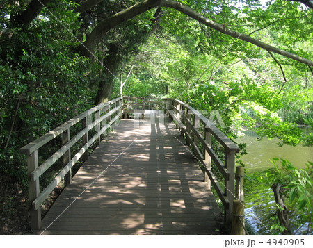 石神井公園の木道 4940905