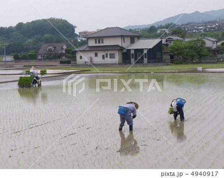 田植え 田植え 4940917
