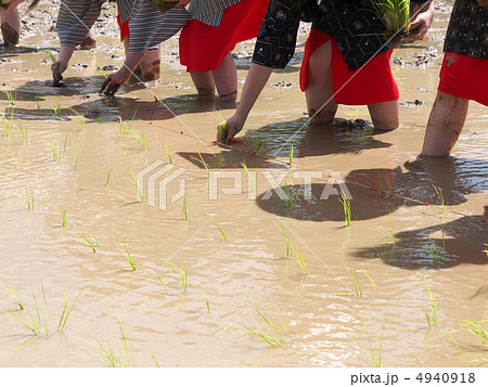 田植え 田植え 4940918