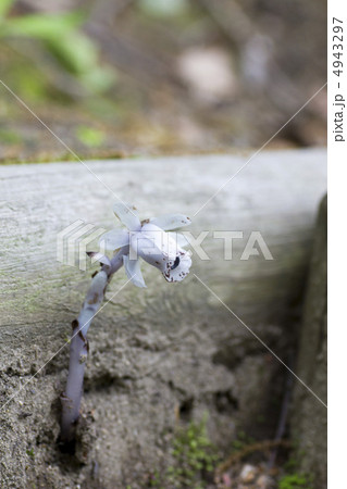 ギンリョウソウ 4943297