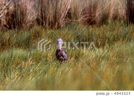 動かない鳥ハシビロコウ 動かない鳥ハシビロコウ 4943325