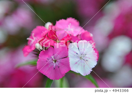 セキチク 4943366