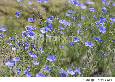 宿根亜麻の花 4943384