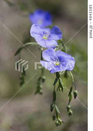宿根亜麻の花 4943385