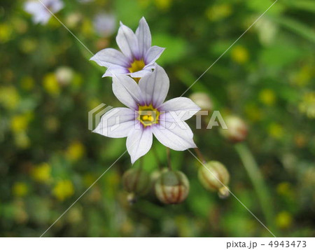 ニワゼキショウ 4943473