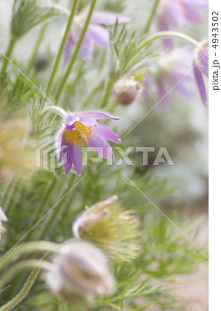 オキナグサ 4943502