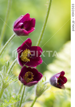 オキナグサ 4943503