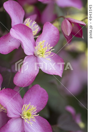 クレマチス　モンタナ 4943545