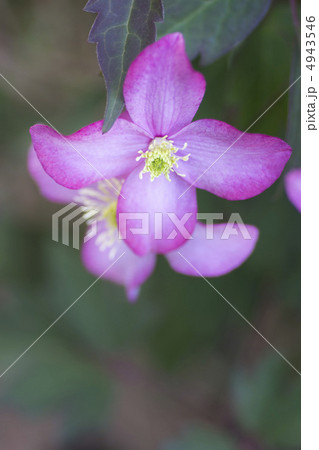クレマチス モンタナ クレマチス モンタナ 4943546