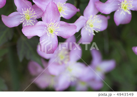 クレマチス モンタナ クレマチス モンタナ 4943549