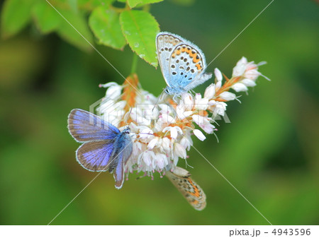 ヒメシジミ 4943596
