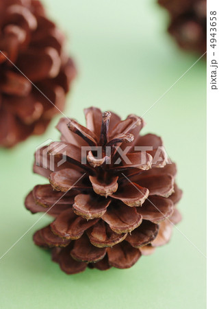 松ぼっくり 松ぼっくり 4943658