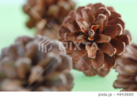 松ぼっくり 4943660