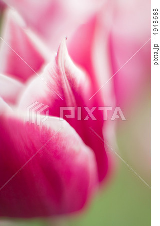 チューリップ 4943683