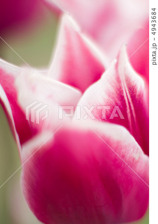 チューリップ 4943684