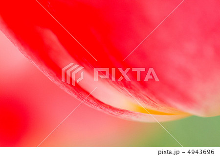 チューリップ 4943696