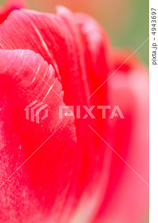 チューリップ チューリップ 4943697