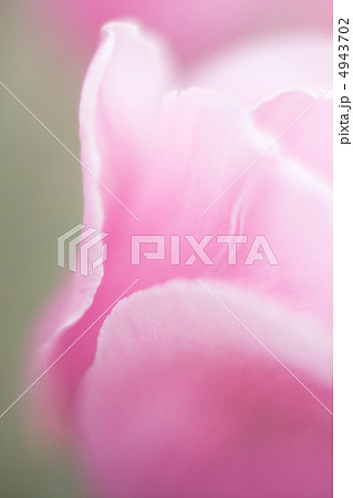 チューリップのアップ チューリップのアップ 4943702