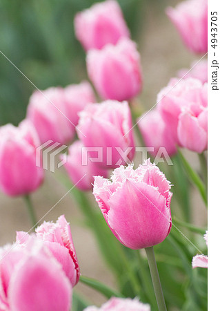 チューリップのアップ 4943705
