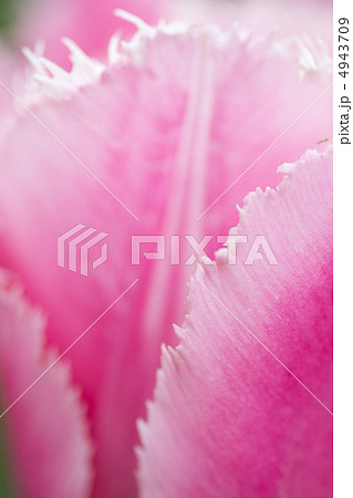 チューリップのアップ 4943709