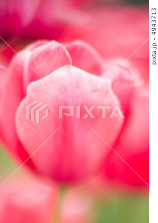 チューリップのアップ チューリップのアップ 4943713