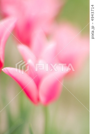 チューリップのアップ 4943714