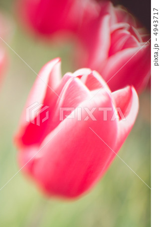 チューリップのアップ 4943717
