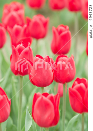 チューリップ 4943728