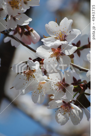 チシマザクラ（１０） 4943735