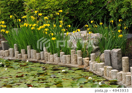 京都　妙満寺　 4943933