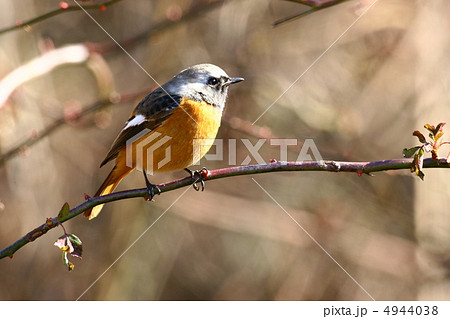 ジョウビタキ 4944038