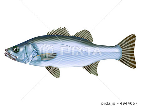 ヒラスズキ ヒラスズキ 4944067