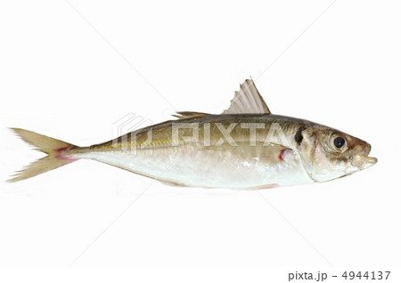鯵（アジ） 4944137