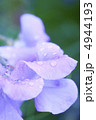 紫の花 4944193