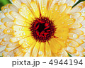 ガーベラ 4944194