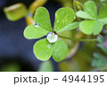 クローバー 4944195