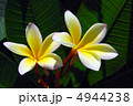 寄り添う 4944238